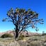 Joshua Tree