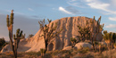 photo of rock and Joshua trees