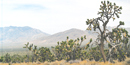 photo of joshua trees