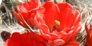 photo of mojave mound cactus bloom