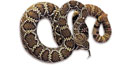 photo of rattlesnake