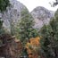 white fir