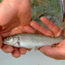 photo of tui chub captured by researchers