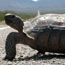 photo of tortoise