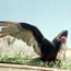 photo of turkey vulture