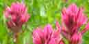 Magenta Paintbrush