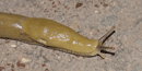 Banana Slug moving accross trail in Muir Woods