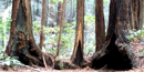 Burned out cavities at the base of Coast Redwood trees
