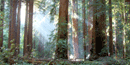 Sunrays reaching down through the forest canopy of the Coast Redwood trees.