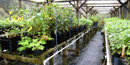 Plants being grown in nursery at Muir Woods.