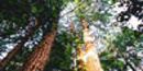 Looking up into the canopy of the tall Redwood trees.