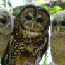 Spotted Owl