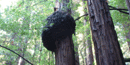 A burl can grow high up on the side of a Redwood tree.