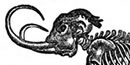 Drawing of mammoth skeleton
