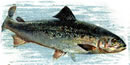 Salmon is an important part of the Nez Perce diet