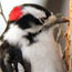 Downy Woodpecker