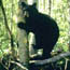 Black Bear