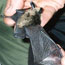 Examining a bat Examining a bat