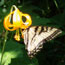 Tiger Swallowtail on a Tiger Lilly