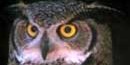 Great Horned Owl