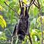 Flying fox at roost.