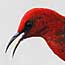  Cardinal honeyeater