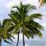 Coconut tree.