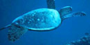 Underwater close up of a green sea turtle swimming