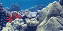 Diverse species of lobe corals in crystal clear Pacific waters