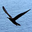 noddy tern