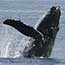 Humback whale