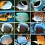 Fish Photos