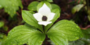 white flower