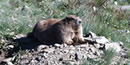 marmot photo borrowed from NPS website