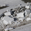 Link to Northwest Avalanche Center Forecasts
