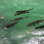 Migrating coho