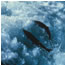 leaping salmon
