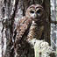 brown owl with spots on lichen-draped branch brown owl with spots on lichen-draped branch