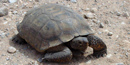 desert tortise burrows