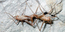 new cricket genus