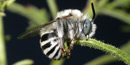 Pinnacles bee photo by Keir Morse