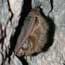 A bat in the Bear Gulch Cave