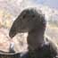 A juvenile condor at pinnacles NM