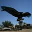 A condor perched on a scale