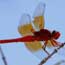 An orange dragonfly at Pinnacles