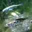 Three-spined stickleback