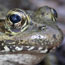 California red-legged frog