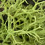 A green fruticose lichen