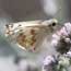 Northern White skipper Northern White skipper
