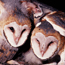Young barn owls